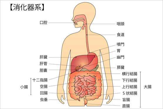 消化器疾患